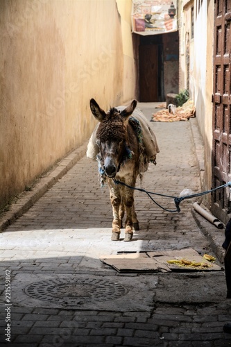 A donkey on the street of Fez, Morocco