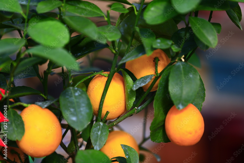 The tree mature orange