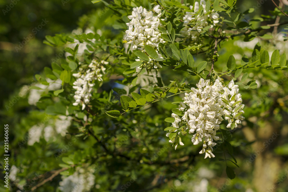 Robinia pseudoacacia in bloom. Abundant flowers of Robinia pseudoacacia, false acacia, black locust. Source of nectar for tender but fragrant honey Robinia pseudoacacia in bloom. Abundant flowers of Robinia pseudoacacia, false acacia, black locust. Source of nectar for tender but fragrant honey