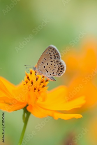 Macro details of butterfly on summer cosmos flower © shubhashish5