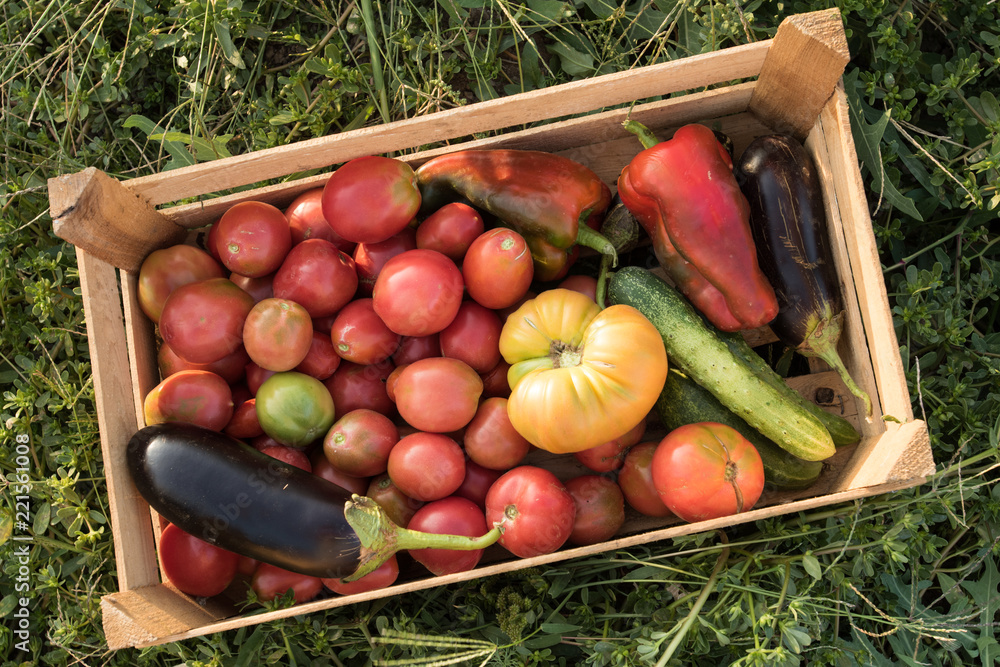 Peasant family collects crop of vegetables from infield. Tomatoes, aubergines, sweet peppers, cucumbers in wooden box. Concept of vegetarian, environmentally friendly food Peasant family collects crop of vegetables from infield. Tomatoes, aubergines, sweet peppers, cucumbers in wooden box. Concept of vegetarian, environmentally friendly food