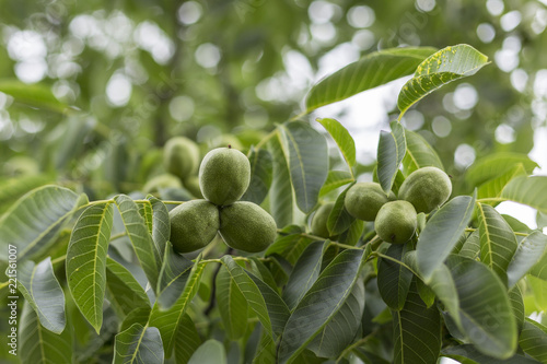 Walnut tree with unripe fruits (Juglans regia). Walnut tree (Juglans regia) branch with fruit
