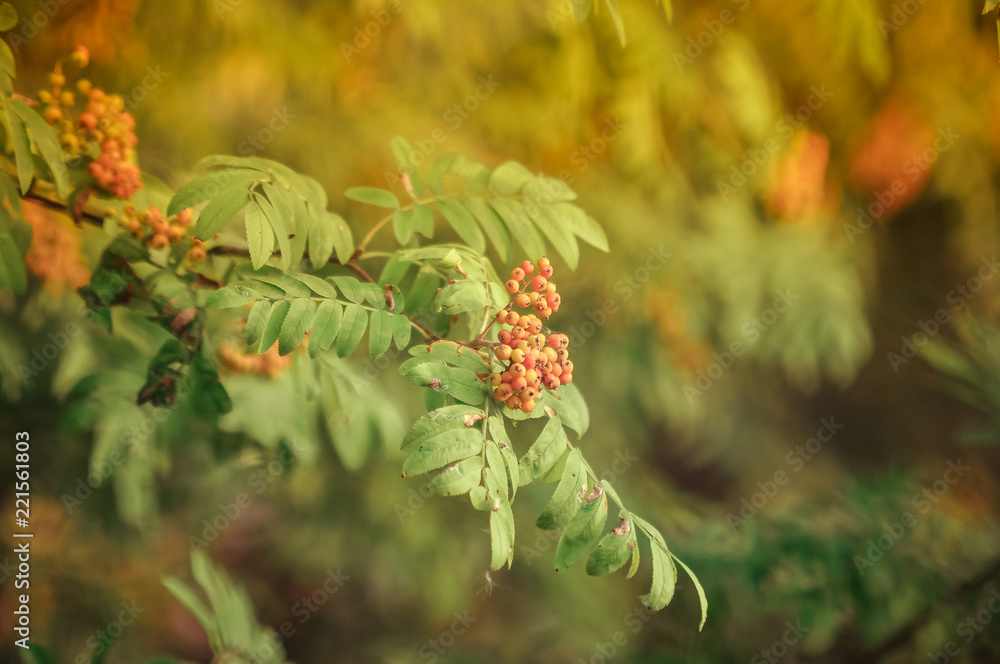Red mountain ash on a branch, macro photo with selective focus, soft toning. Nature concept. Autumnal colorful red rowan branch. red ripe rowan berry branch. bunch of orange ashberry Red mountain ash on a branch, macro photo with selective focus, soft toning. Nature concept. Autumnal colorful red rowan branch. red ripe rowan berry branch. bunch of orange ashberry