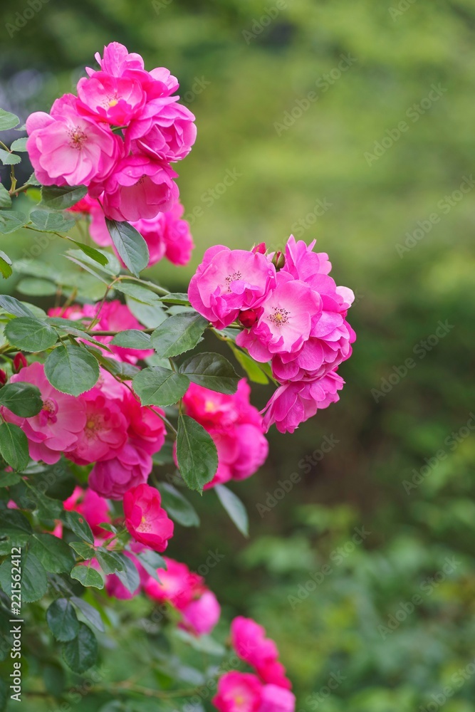 Fototapeta premium Spring roses in various varieties 