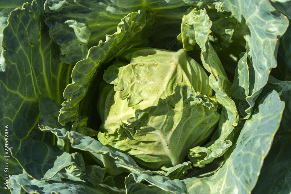 The cabbage in the garden. The cabbage in the garden.