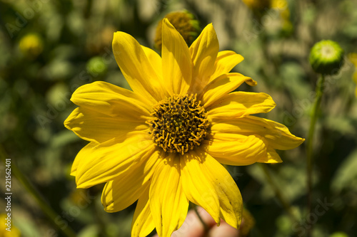The yellow flower macro shot.