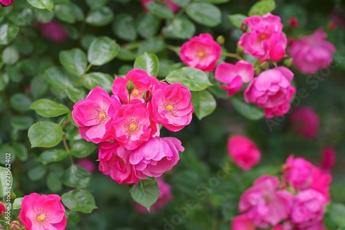 Spring roses in various varieties   © ikwc_expf