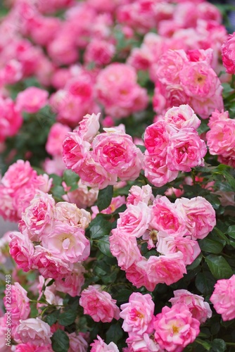 Spring roses in various varieties © ikwc_expf