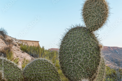 Cactus and old desert fortress