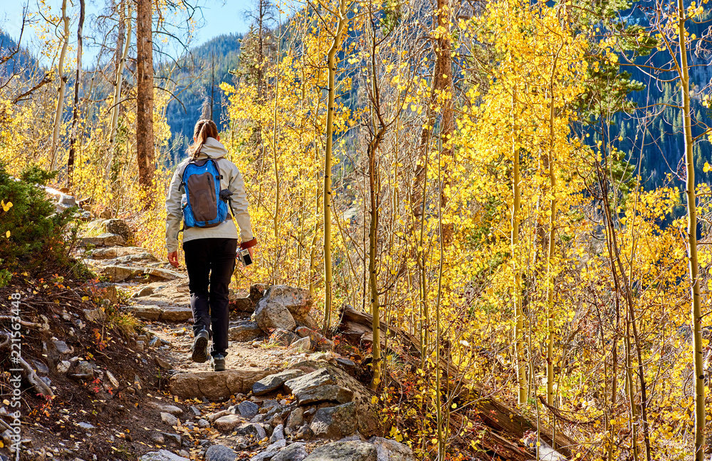 Tourist hiking in aspen grove at autumn Tourist hiking in aspen grove at autumn