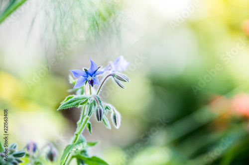 Borretsch Blume im Garten, Nahaufnahme mit Textfreiraum
