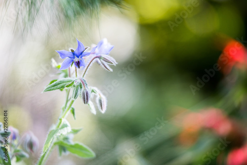 Borretsch Blume im Garten, Nahaufnahme mit Textfreiraum