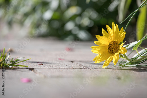 Fototapeta Naklejka Na Ścianę i Meble -  Sonnenblume in Garten, Natursteinpflaster