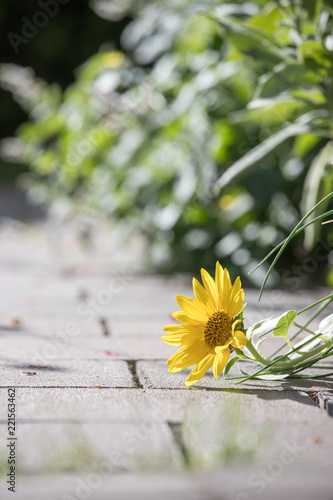 Fototapeta Naklejka Na Ścianę i Meble -  Sonnenblume in Garten, Natursteinpflaster