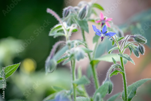 Borretsch Blume im Garten, Nahaufnahme mit Textfreiraum