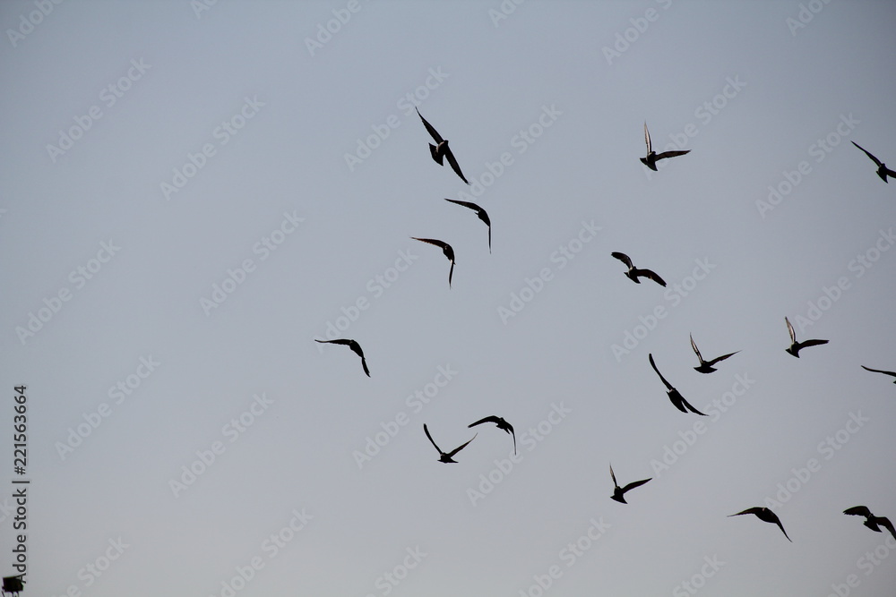 Fototapeta premium flock of birds in flight