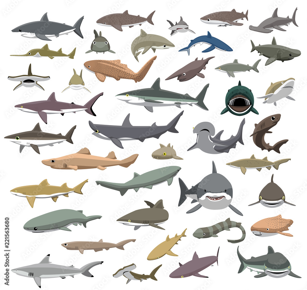 Obraz premium Wiele gatunków rekinów świata kreskówka wektor