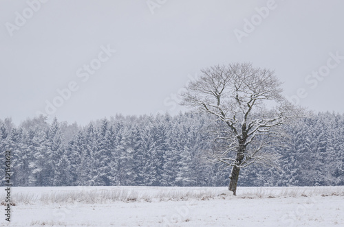 WINTER LANDSCAPE - Field and trees covered with snow