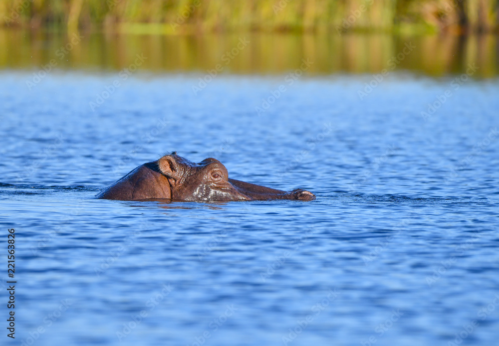 Fototapeta premium Nilpferd im Chobe River