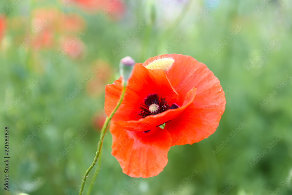 poppy on green background poppy on green background