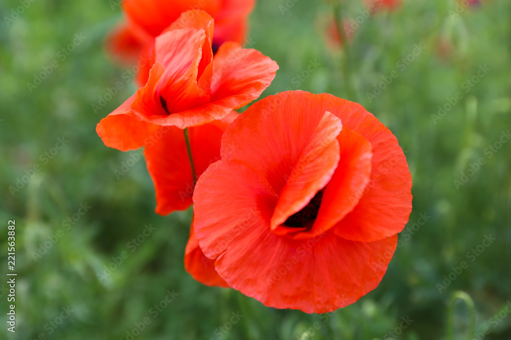 Fototapeta premium poppy on green background
