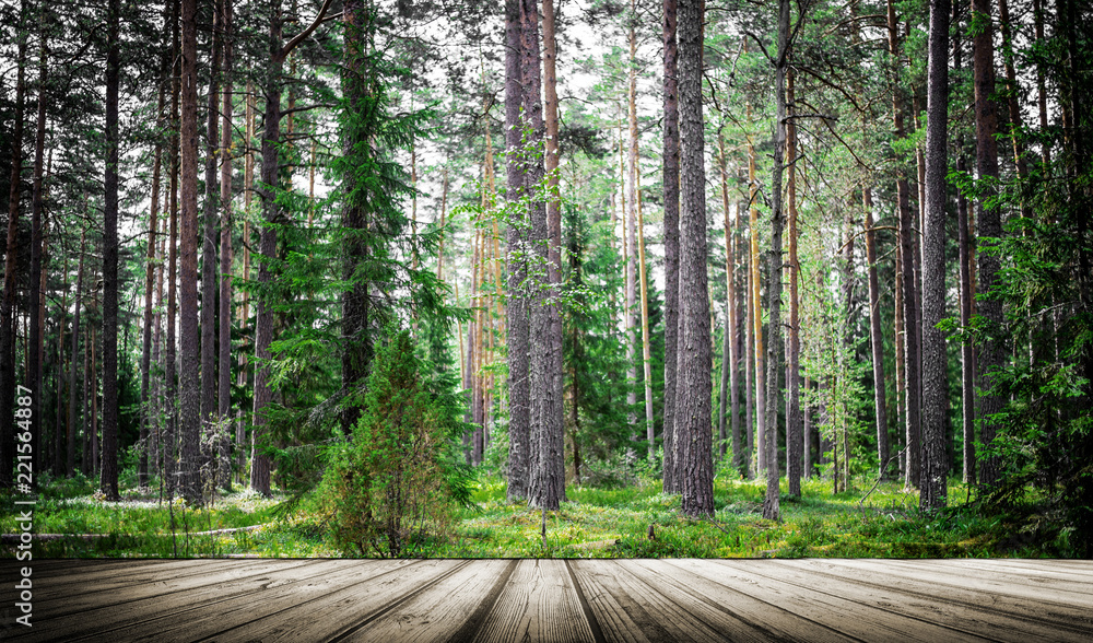 Summer forest jungle Summer forest jungle
