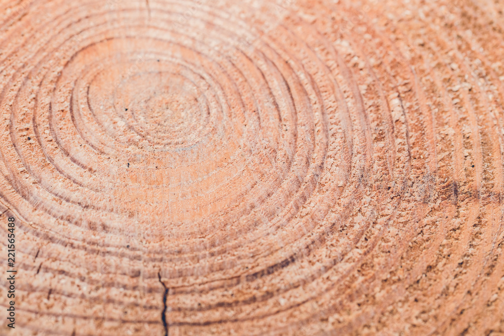 Fototapeta premium Natural dry pine wood