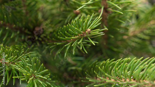 Natural green festive fir branches with needles, close-up shot with selective focus and copy space, no people