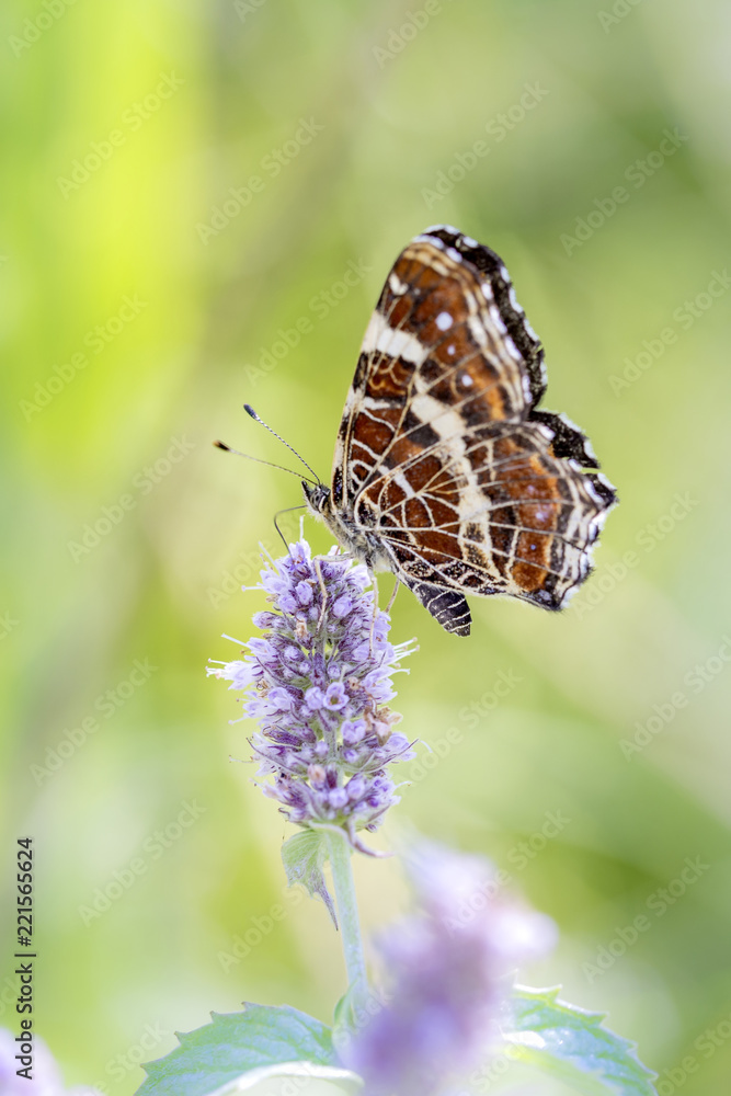 Araschia levana - Map butterfly resting on a flower Araschia levana - Map butterfly resting on a flower