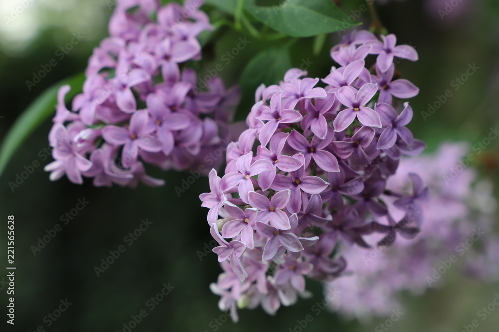 Blooming lilac in the garden on a natural background. Blooming lilac in the garden on a natural background.