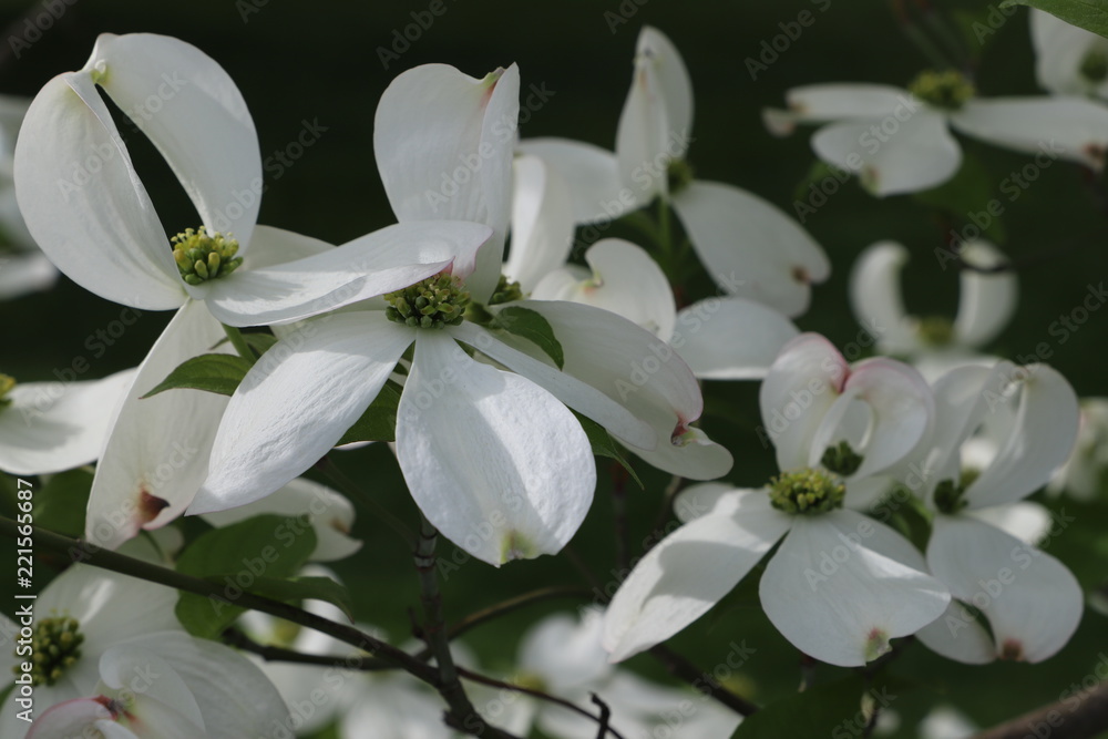 White magnolia flowers. Blossom magnolia tree flowers, close up branch, outdoor. White magnolia flowers. Blossom magnolia tree flowers, close up branch, outdoor.