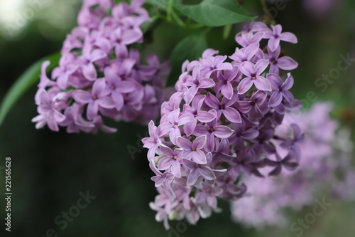 Blooming lilac in the garden on a natural background.