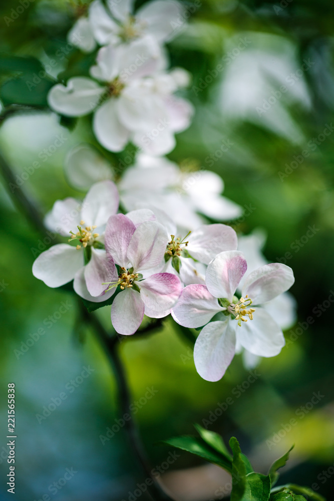 Soft white cherry blossoms in spring Soft white cherry blossoms in spring
