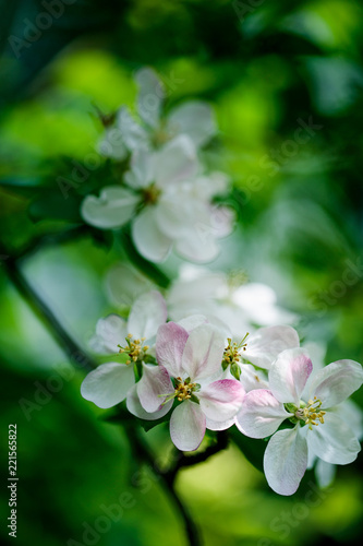 Soft white cherry blossoms in spring
