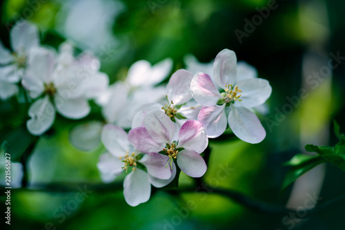 Soft white cherry blossoms in spring