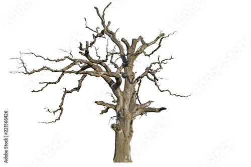 An old dead oak tree is isolated on a white background. Isolate the giant dead oak trees