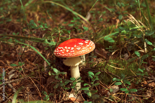 mushroom in autumn fores