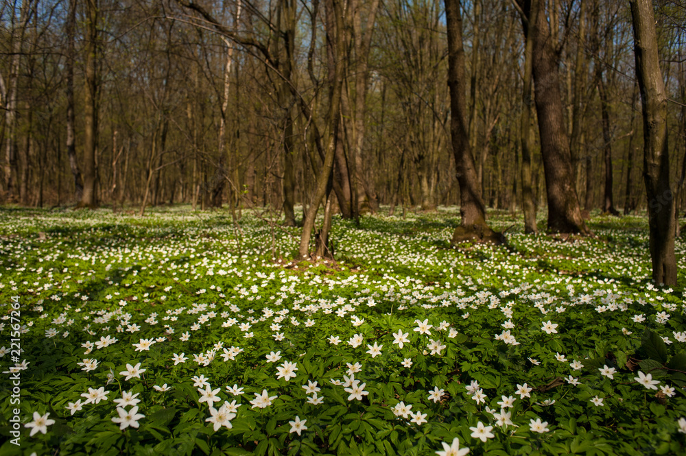 Anemone nemorosa flower in the forest in the sunny day. Wood anemone, windflower, thimbleweed. Fabulous green forest with blue and white flowers. Beautiful summer forest landscape.