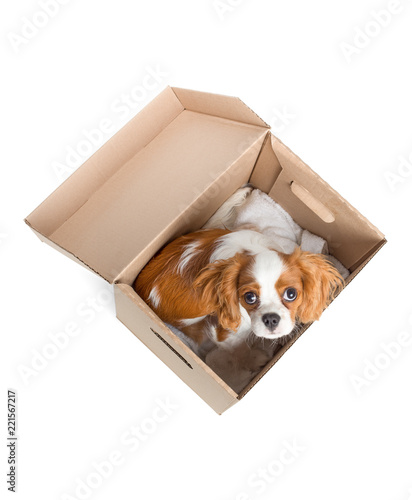 Poor spaniel puppy sitting in the cardboard box. View from top