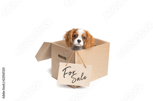 Adorable puppy in cardboard box with For sale sign