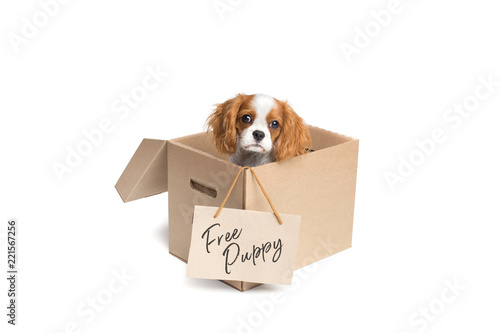 cavalier king charles spaniel puppy sitting in box with "Free puppy" sign.
