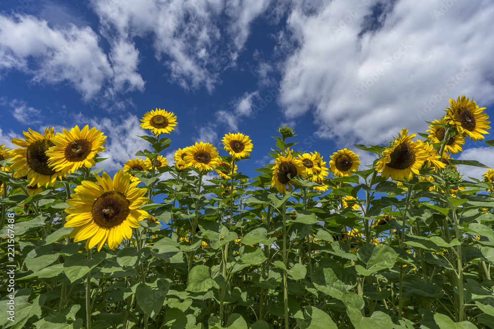 Fototapeta premium Sonnenblumen