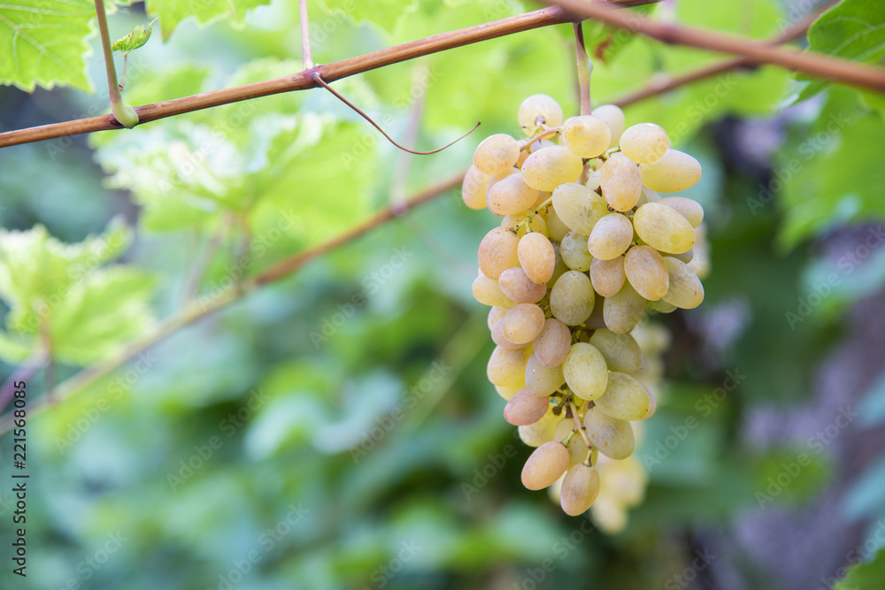 Grapes of large white grapes hang on a vine in the garden in the open air with a pleasant warm light. Grapes of large white grapes hang on a vine in the garden in the open air with a pleasant warm light.