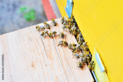 Bees near the beehive on the arrival on the pasika close-up. photo