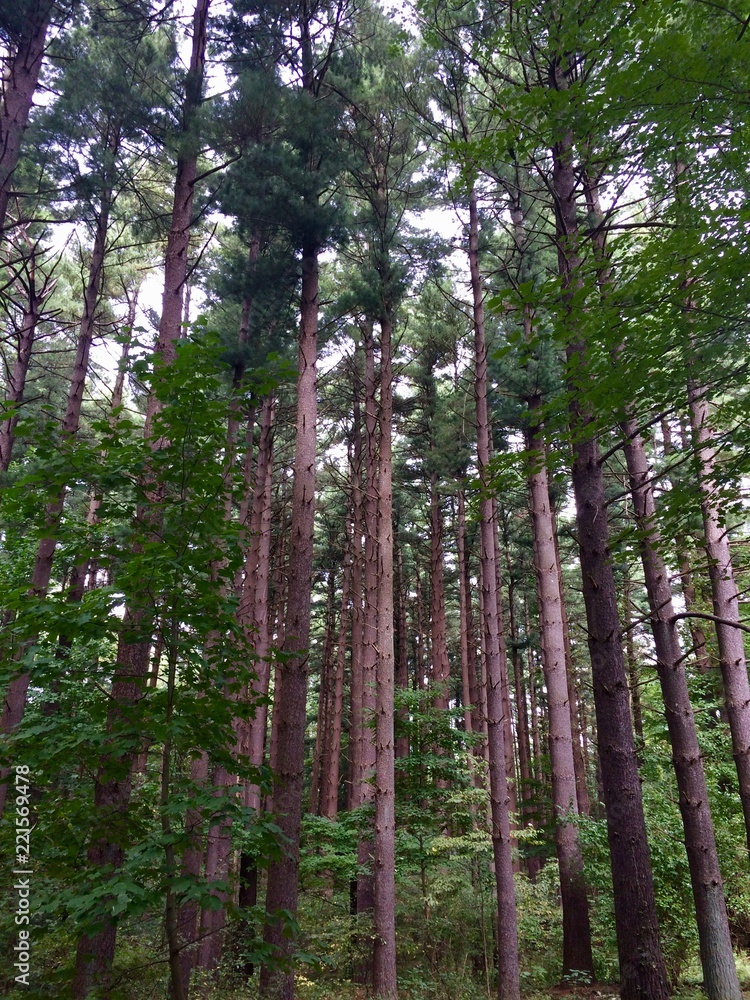 Fototapeta premium tall pine tree forest