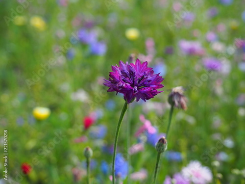 Purple beautiful macro flower photo background