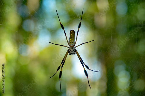 Golden silk spider in Costa Rica