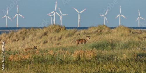 Windräder auf dem meer photo