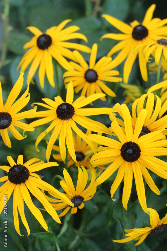 Rudbekia Rudbekia