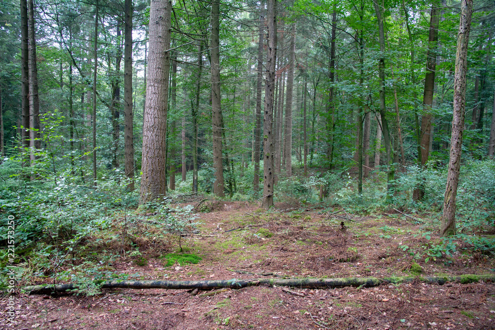 Forest (Reichswald, germany) near Kleve Forest (Reichswald, germany) near Kleve